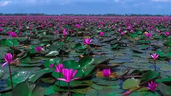  പഴുക്കാനില കായൽ ശുചീകരണത്തിനും മലരിക്കൽ ആമ്പൽ ഗ്രാമത്തിനും സഹായം